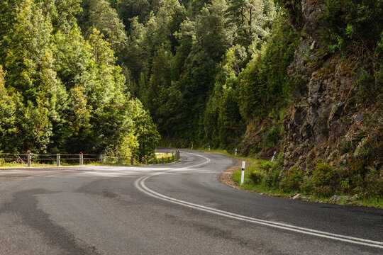 forest with curving road