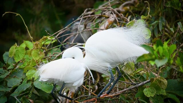 Two young egrets with breeding feathers court each other on a branch. Viewings of little egrets, cattle egrets and night herons. Pinglin, NewTaipei.