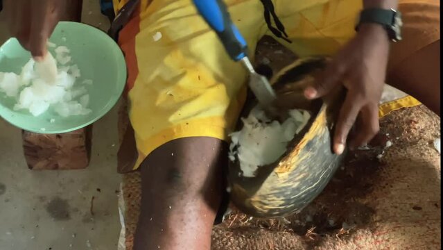 Coco de mer collections- Man removing the soft pulp of the coco de mer meat  inside the shell 
License company in Seychelles