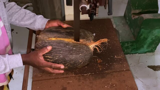 Coco de mer collections- Man cutting coco de mer for selling the empty nut, and the meat for exportation for medicine 3
License company in Seychelles