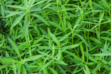 Fototapeta na wymiar Seamless green grass background. Fresh grass. 