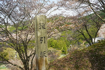 Yoshino-yama or Mount Yoshino in Nara, Japan. Pink Sakura or Cherry Blossoms Flower blooming in Spring Season. Japan's most Famous Viewing Spot - 日本 奈良 吉野山 桜

