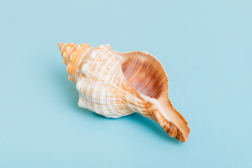 Beach seashells on colored background. Mock up with copy space