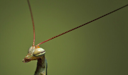 green praying mantis