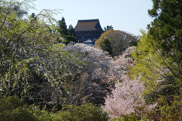 Kinpusen-ji Temple on Mount Yoshino, Image of Spring Season in Nara, Japan - 日本 奈良 吉野山 金峯山寺 蔵王堂 春 桜 