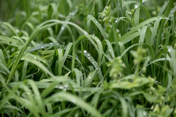 dew drops on fresh green grass