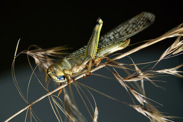 grasshopper on a branch macro