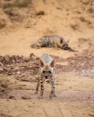  Wild Striped hyena or hyaena hyaena head on with aggression and eye contact during outdoor jungle safari in ranthambore national park rajasthan india asia © Sourabh