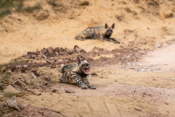 Wild Striped hyena or hyaena hyaena family or pair in action with angry expression during outdoor...