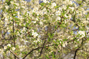 Branches of a tree blooming with white flowers close-up. Spring white flowers on tree branches with selective focus. Spring season in the park, natural background