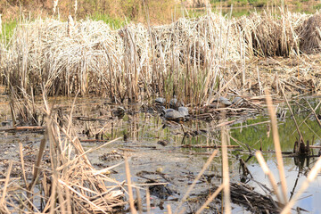 Turtles bask in the sun among the cattails on the river. A group of turtles on the lake in spring