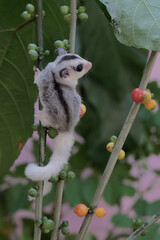 Two young sugar gliders were looking for food in the bushes. This mammal has the scientific name...