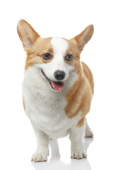 Corgi dog shot indoors against white background, white background image, closeup shot