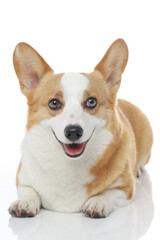 Corgi dog shot indoors against white background, white background image, closeup shot