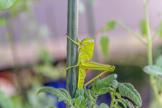 Big grasshopper on tomato plant