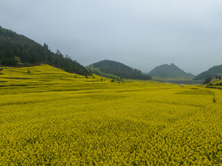 Aerial view of yellow cole flowers flowering at countryside, Yunnan province,China