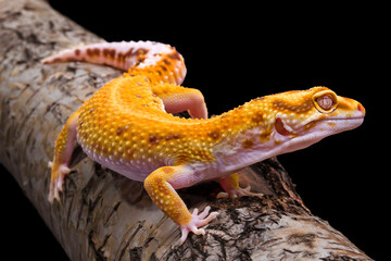 leopard gecko lizard on wood with black background, eublepharis macularius