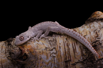 Strophurus ciliaris,Northern Spiny tailed Gecko,On a tree branch, indoor shot close up, black...