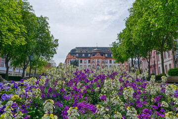 Blumen in einem Park in Mainz im Frühling,