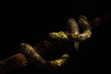 The Mangshan pit viper or Mang Mountain pit viper (Protobothrops mangshanensis),body wrapped around branches,Black background, dark studio close-up lights
