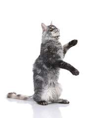 Maine Coon cat indoors shot against white background, white background image, closeup shot