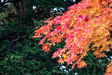 雨の紅葉