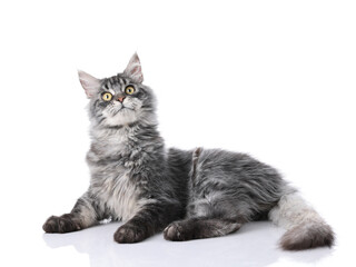 Maine Coon cat indoors shot against white background, white background image, closeup shot