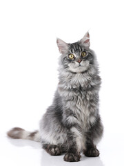 Obraz premium Maine Coon cat indoors shot against white background, white background image, closeup shot