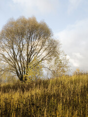 Fototapeta premium Lone tree with yellowed leaves in autumn field nature landscape