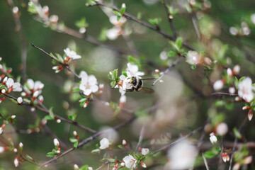 A big bumblebee pollinates the flowers of a tree in spring