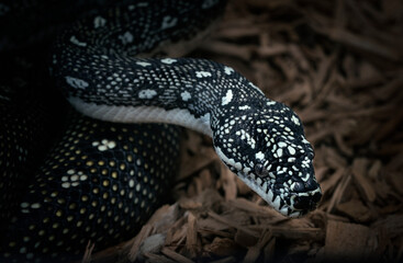 Black Diamond Python(Morelia spilota spilota), a breed that lives in southeastern Australia, on a black background, studio close-up lighting