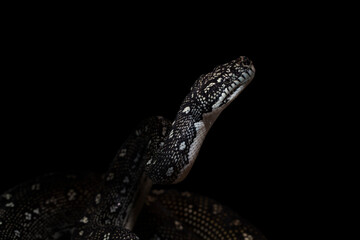 Black Diamond Python(Morelia spilota spilota), a breed that lives in southeastern Australia, on a black background, studio close-up lighting