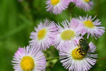 ハルジオンの花粉を食べるコアオハナムグリ（埼玉県/4月）