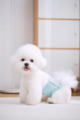 A white teddy dog in a diaper, pet diapers