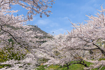 函館公園の桜