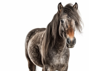 photo of Connemara,  breed of pony,  isolated on white background. Generative AI