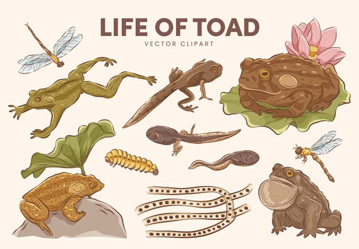 Toad Illustrations