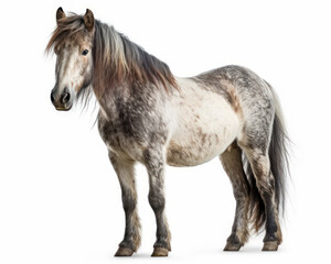 Plakat photo of Dartmoor, breed of pony isolated on white background. Generative AI