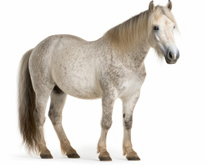 Obraz na płótnie Canvas photo of Connemara, breed of pony, isolated on white background. Generative AI