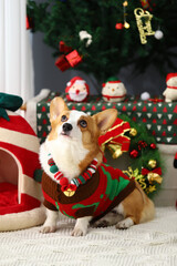 Christmas themed pets, pets in Christmas clothes, festive theme, close-up