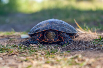 Imágen frontal de un Mauremys leprosa, o galápago en las inmediaciones del río Guadiana en Badajoz.