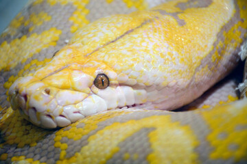 Close-up shot of a yellow snake's head, indoor studio light