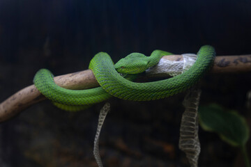 Green snake wrapped around a tree branch, green skin, photography close-up