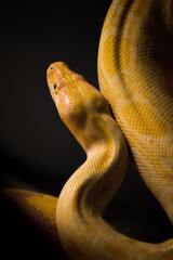 Close-up shot of a yellow snake's head, indoor studio light