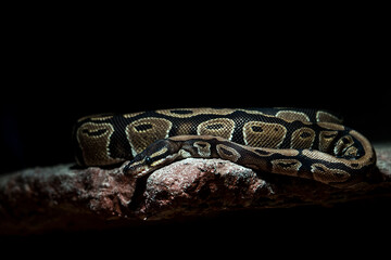 Fototapeta premium A snake on top of a stone, dark background, close-up frame of photography