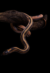 Snake wrapped around a branch(Oocatochus rufodsata or Elaphe rufodorsata), studio shot with dark background,Red backed rat snake