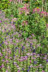 Naklejka premium Dense thickets of clary sage and pink cleoma 