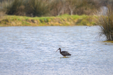 A Glossy Ibis walking in the water looking for food