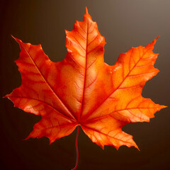 Fototapeta premium Fall old Maple leaf