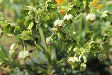 Fototapeta premium Helleborus foetidus. Stinking hellebore blossom in springtime.